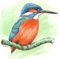 Hampshire Ornithological Society(@HOSbirding) 's Twitter Profile Photo