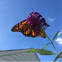 Susan Duvall (@duvall_susan) 's Twitter Profile Photo Susan Duvall (@duvall_susan) 's Twitter Profile Photo