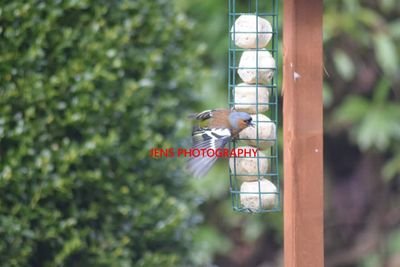 British Garden Wildlife Photograpy & Photos by (Jens Photography) (twitter @jensphotos14) Follow us on Instagram @britishgardenwildlife & @jensphotography14