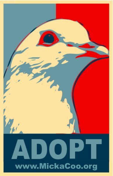 Palomacy Pigeon & Dove Adoptions saves lives providing vet care, foster & forever homes to unreleasable domestic birds. Palomacy- it's pigeon diplomacy.