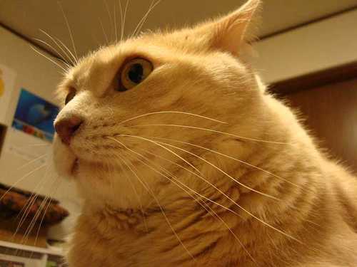 古本海ねこ　相談役兼雑務担当
好みはPHISH