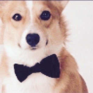 BigCorgi's profile picture. @yungvikernes