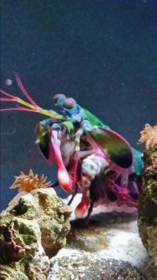 Mantis Shrimp Diplomacy