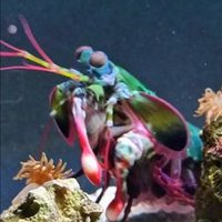 Mantis Shrimp Diplomacy(@kjy1066) 's Twitter Profile Photo