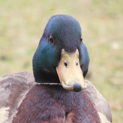 Daily duck delights from the@uniofyork campus. At weekends we get a break and feature some other birds from around the lake in weekend waterfowl.