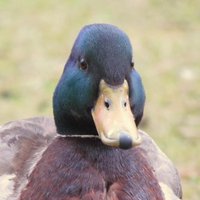 Duck of the day(@duckoftheday) 's Twitter Profile Photo