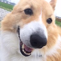 くまを (@morikuma1984) 's Twitter Profile Photo くまを (@morikuma1984) 's Twitter Profile Photo