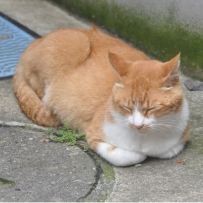 Gakki_YI's profile picture. 都内の大学2ねんせー。/ブログ/広告/カフェ/猫/写真