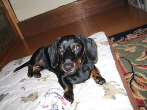 文系の3アマ 主にFT8を運用中　BCL トレッキング 犬と猫の飼い主 電子工作 道具集め GL:QM06
ANT:HB9CV(6m),FA5（FM),BB6W（HF),MV（15m,ALA1530,NR950M