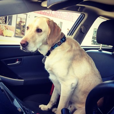 The thoughts of a yellow lab. Also I love parks, ball games, naps, and #Saturdog!! Episcopalian. Coffee shop stan. 🎾 🦴