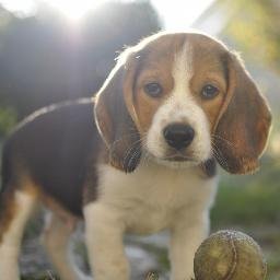 Passionnée par les #animaux, le #chien et surtout le #Beagle, retrouvez le journal de notre #BeagleMoody, des tests, photos, billets ...