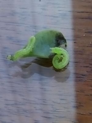 nobasformacio's profile picture. cerco curiositats de la vida