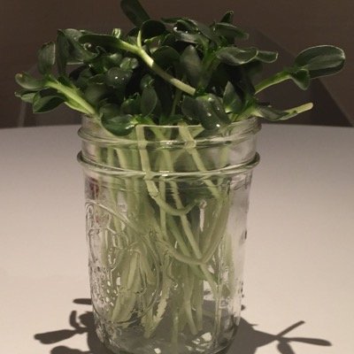 melissakshapiro's profile picture. 