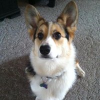 Barb Larson (@ballarson) 's Twitter Profile