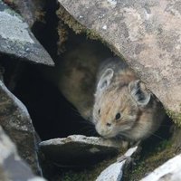 Jetz Lab (@jetzlab) 's Twitter Profile