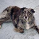 Anne Springer - @dognerd - Twitter