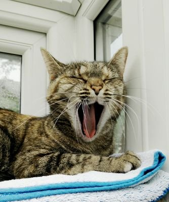 MrsCattyE's profile picture. Work in ELT & CELTA, relax in fibre crafts & nature.