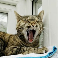 Catrin E (@mrscattye) 's Twitter Profile Photo Catrin E (@mrscattye) 's Twitter Profile Photo