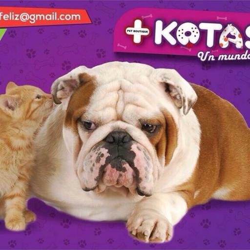 MasKotasunMundo's profile picture. 