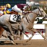 sportstops's profile picture. Horse Racing Enthusiast. San Francisco, CA.    The best horse doesn't always win the race.