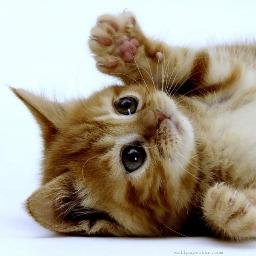 lighteningggg's profile picture. 