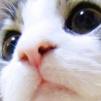 Misty ᓚᘏᗢ (@mistycoc) Twitter profile photo