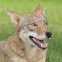 Huckleberry Seed (@huckleberryseed) 's Twitter Profile