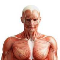 筋肉大事典 (@guide_muscle) 's Twitter Profile