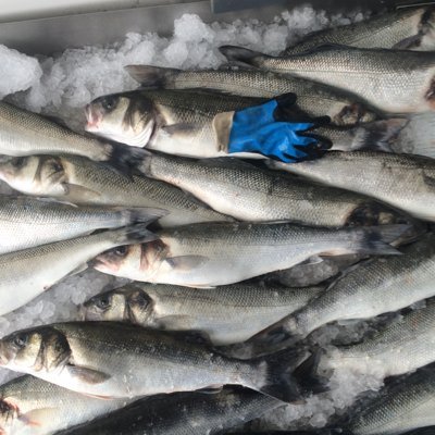 Buyers of first sale fish and shellfish direct from the boats in Wales . Specialising in Supplying wild line caught bass.lobster,crab,skate etc around the uk