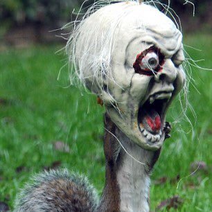 moppisquirrel's profile picture. Satire-Account. Ironisch, sarkastisch , zynisch, aber immer mit Augenzwinkern und nie ganz ernst oder böse gemeint 😉