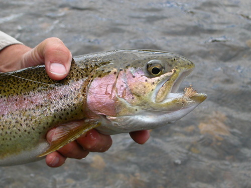 SandTrap33's profile picture. 