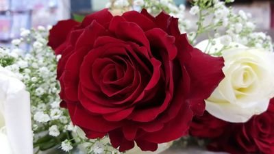 بكالوريوس علم اجتماع