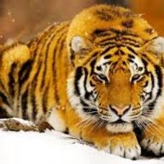 elderjose777's profile picture. Roaaaaaaaar