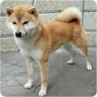 うどん (@udon8539) 's Twitter Profile
