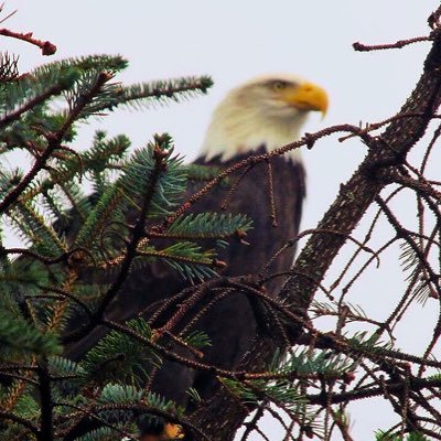 #Travel to Juneua #Alaska via Yellow Taxi & Tours, @taxicaller providing #glacier #tours & local cab pickups via text, Call 907-586-1111