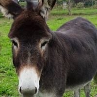 StHubluss's profile picture. 