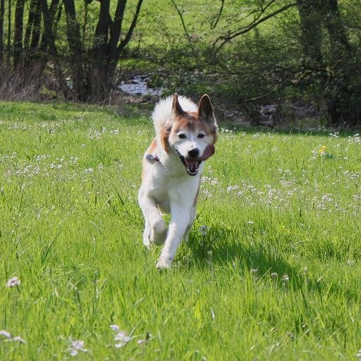 Tierfreund sucht #Menschen mit #Herz für #Hunde.