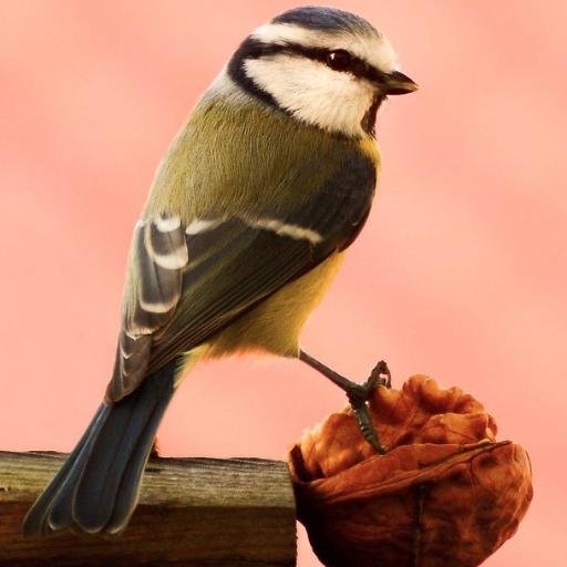 Проект #НагодуйСиничку! Initiative Feed Titmouse. Use hashtag #НагодуйСиничку #синички and we followed you. #Titmouse #FollowBack https://t.co/TZZiQotxEx