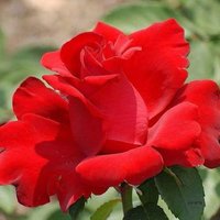 adaamelmasry (@adaamelmasry) 's Twitter Profile