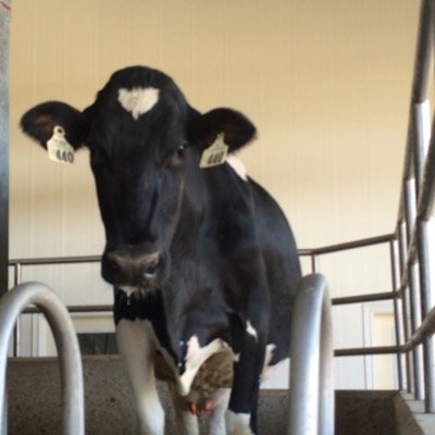 claireajohnston's profile picture. Outline Holsteins, Farm hand/milker @herihillfarms, Parts @GreenTractorsJD, Peel 4-H Leader and Peel Junior @PeelJF