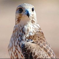 سعد مرزوق الرشيدي (@saad_rashidi_40) 's Twitter Profile