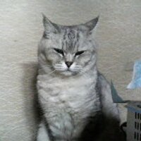 Keisuke Harigaya (@keisuke_harry) 's Twitter Profile