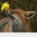 Happyflowerfox_ (@happyflowerfox) Twitter profile photo Happyflowerfox_ (@happyflowerfox) Twitter profile photo