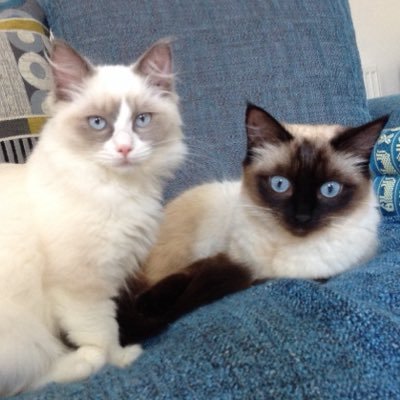 We are 2 beautiful loving and intelligent Ragdoll's, and we are right off our rockers too....Reaching out to the Worldwide Cat Community meeoowwww...