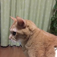 アイギス (@asairo7) 's Twitter Profile