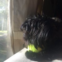 lism (@katelyncade) 's Twitter Profile