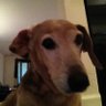 KathyPiekarz's profile picture. Democrat / hockey fan, love any horror movies / books, total animal lover, hate orange people, resister riding the blue wave, GO CUBS #blacklivesmatter
