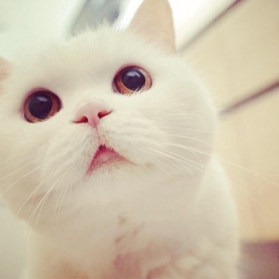 makoto10cpa's profile picture. 論文合格