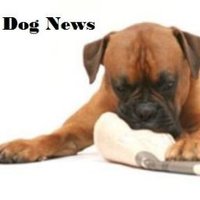 Dog News (@dognewsnews) 's Twitter Profile Photo