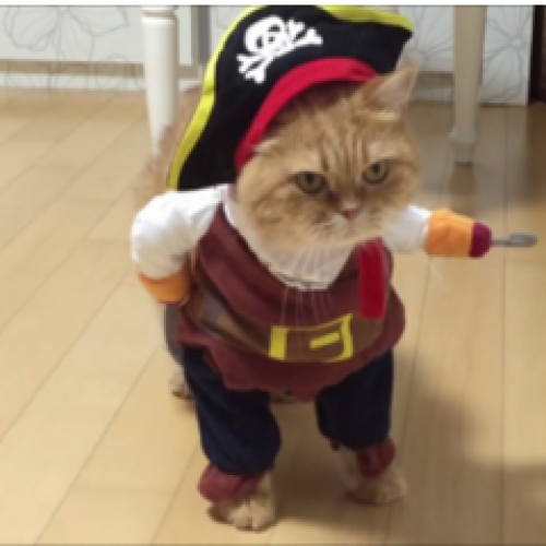 DKonomi's profile picture. 